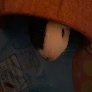 Meet your Posher, Lydia